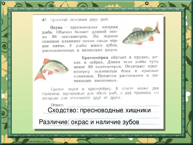 Описание окуня 1 класс. Прочитай описание двух рыб. Сравни окуня и красноперку. Окунь и красноперка сходства и различия.