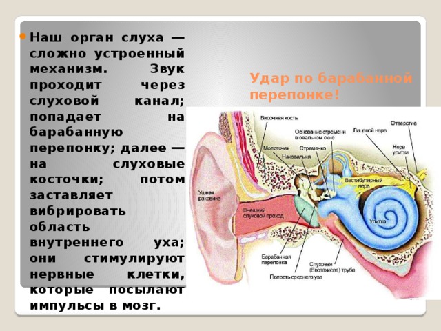 Наш орган слуха ― сложно устроенный механизм. Звук проходит через слуховой канал; попадает на барабанную перепонку; далее ― на слуховые косточки; потом заставляет вибрировать область внутреннего уха; они стимулируют нервные клетки, которые посылают импульсы в мозг. Удар по барабанной перепонке!   