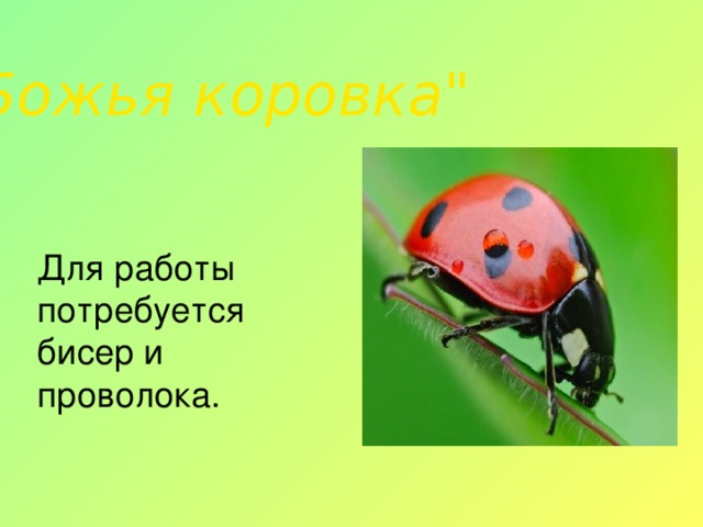 «Божья коровка