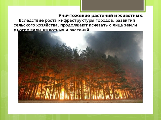 Проблемы исчезновения растений. Уничтожение растений. Уничтожение растений и животных. Истребление растений. Уничтожение видов растений.