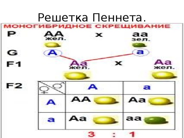 Схема построения решетки пеннета