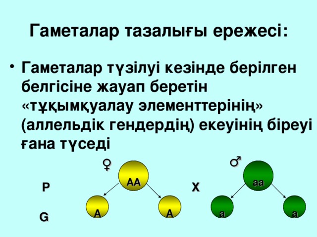 Гаметалар тазалығы ережесі: Гаметалар түзілуі кезінде берілген белгісіне жауап беретін «тұқымқуалау элементтерінің» (аллельдік гендердің) екеуінің біреуі ғана түседі ♂ ♀ аа АА X P G а а А А 