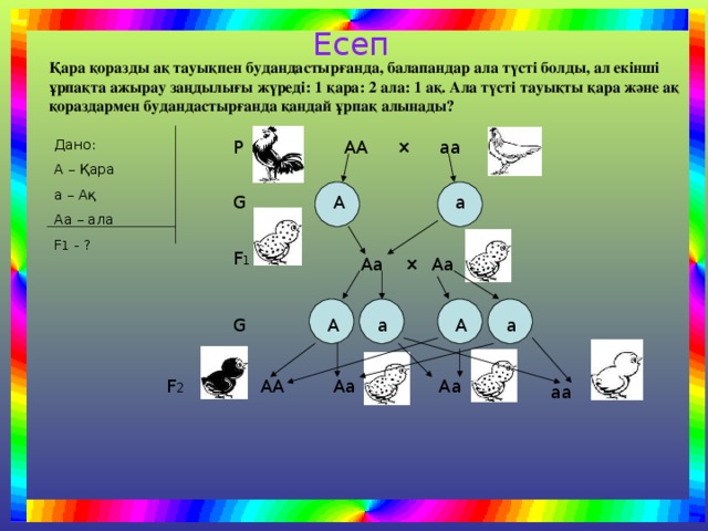 Есеп Қара қоразды ақ тауықпен будандастырғанда, балапандар ала түсті болды, ал екінші ұрпақта ажырау заңдылығы жүреді: 1 қара: 2 ала: 1 ақ. Ала түсті тауықты қара және ақ қораздармен будандастырғанда қандай ұрпақ алынады? АА × аа Р Дано: А – Қара а – Ақ Аа – ала F 1 - ? А G а F 1 × Аа Аа а А а А G Аа Аа АА F 2 аа 