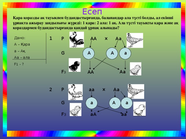 Есеп Қара қоразды ақ тауықпен будандастырғанда, балапандар ала түсті болды, ал екінші ұрпақта ажырау заңдылығы жүреді: 1 қара: 2 ала: 1 ақ. Ала түсті тауықты қара және ақ қораздармен будандастырғанда қандай ұрпақ алынады? 1 Дано: А – Қара а – Ақ Аа – ала F 1 - ? Р АА × Аа G А а А Аа F 3 АА аа × Аа Р 2 G А а а аа F 3 аА 