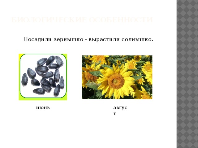  Биологические особенности   Посадили зернышко - вырастили солнышко.  июнь август 
