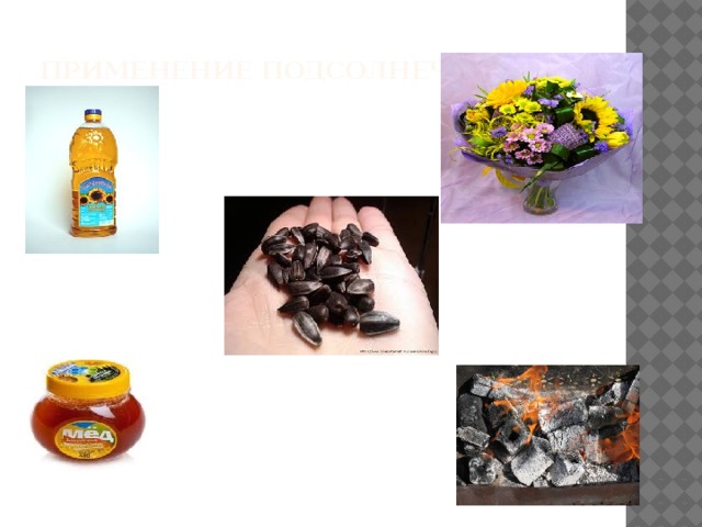  Применение подсолнечника   