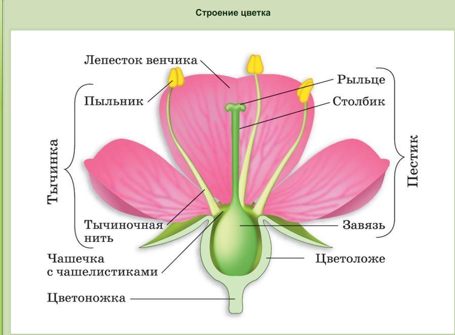 На рисунке изображена схема строения цветка какой буквой обозначена часть цветка участвующая