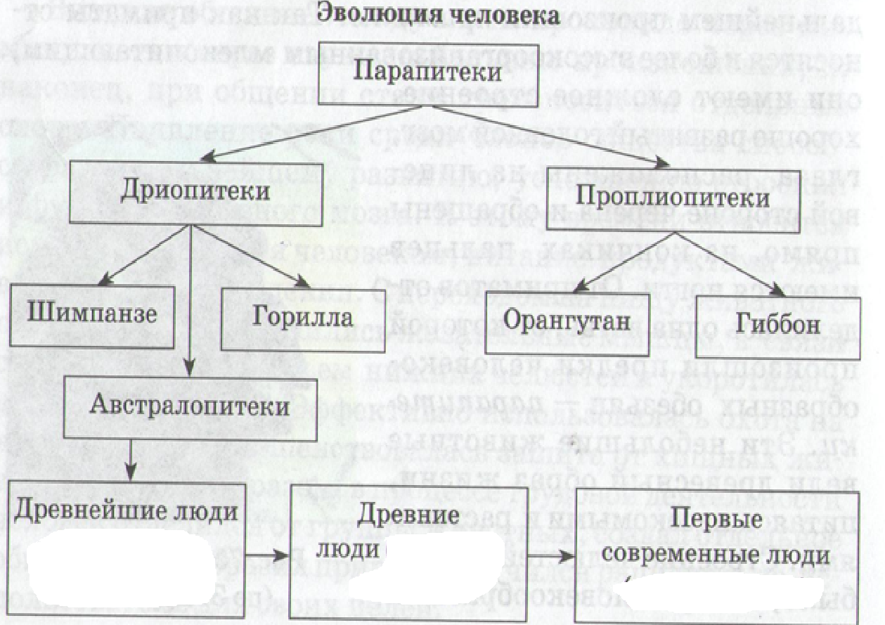 Примеры биологической эволюции человека Контрольный срез по общей биологии для учащихся 9 класса