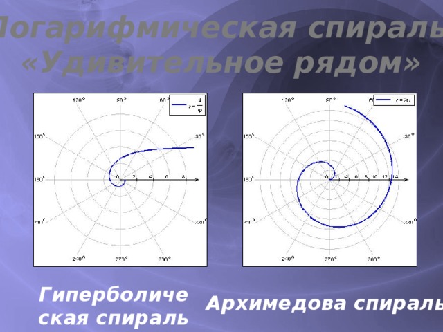 Логарифмическая спираль фото