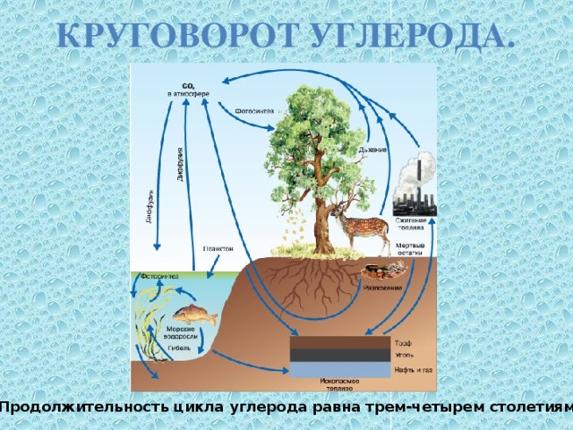 Круговорот углерода. Продолжительность цикла углерода равна трем-четырем столетиям. 