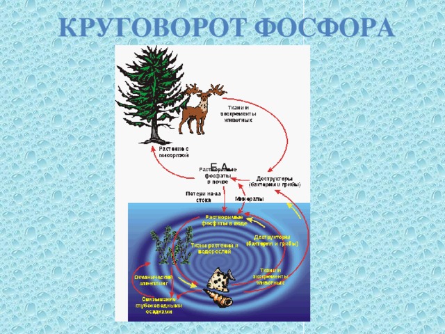 Круговорот фосфора Е.А. 