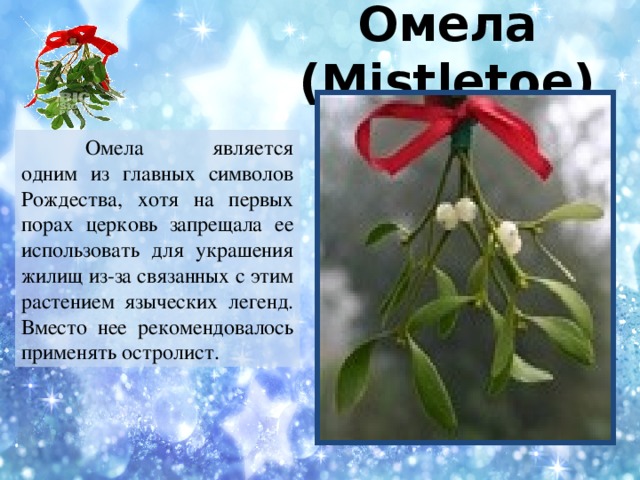 Что означает слово омела. Омела цветок. Омела растение на Рождество. Омела сообщение 6 класс.