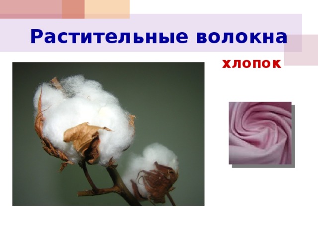 Волокна растительного происхождения. Растительные волокна. Хлопчатник волокнистый. Растительные волокна растительного. Растительные волокна хлопок картинка.