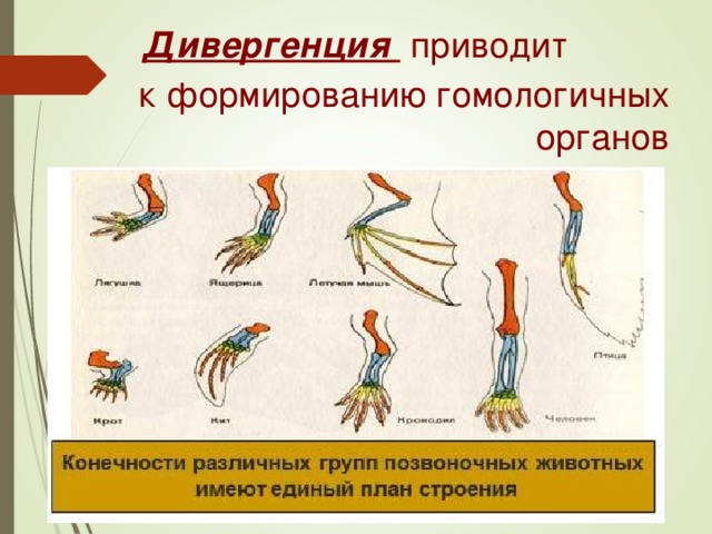 Презентация аналогичные и гомологичные органы дивергенция и конвергенция