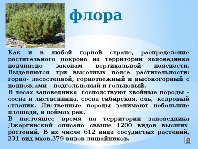 флора Как и в любой горной стране, распределение растительного покрова на территории заповедника подчинено законам вертикальной поясности. Выделяются три высотных пояса растительности: горно- лесостепной, горнотаежный и высокогорный с подпоясами – подгольцовый и гольцовый. В лесах заповедника  господствуют хвойные породы – сосна и лиственница, сосна сибирская, ель,  кедровый стланик. Лиственные породы занимают небольшие площади, в поймах рек.  В настоящее время на территории заповедника Джергинский описано свыше 1200 видов высших  растений. В их числе 612 вида сосудистых растений, 231 вид мхов,379 видов лишайников.  