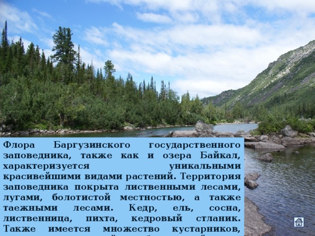 Флора Баргузинского государственного заповедника, также как и озера Байкал, характеризуется уникальными красивейшими видами растений. Территория заповедника покрыта лиственными лесами, лугами, болотистой местностью, а также таежными лесами. Кедр, ель, сосна, лиственница, пихта, кедровый стланик. Также имеется множество кустарников, сосудистых растений, грибов, лишайников, мхов. 