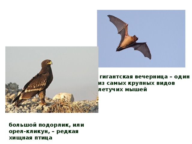  гигантская вечерница – один из самых крупных видов летучих мышей большой подорлик, или орел-кликун, – редкая хищная птица 