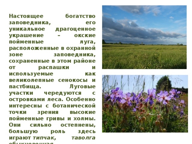 Настоящее богатство заповедника, его уникальное драгоценное украшение – окские пойменные луга, расположенные в охранной зоне заповедника, сохраненные в этом районе от распашки и используемые как великолепные сенокосы и пастбища. Луговые участки чередуются с островками леса. Особенно интересны с ботанической точки зрения высокие пойменные гривы и холмы. Они сильно остепнены, большую роль здесь играют  типчак, таволга обыкновенная, подмаренник северный, келерия Делявиня ; в таких местах много клубники, и в урожайные годы в охранной зоне ее собирают в огромном количестве.   