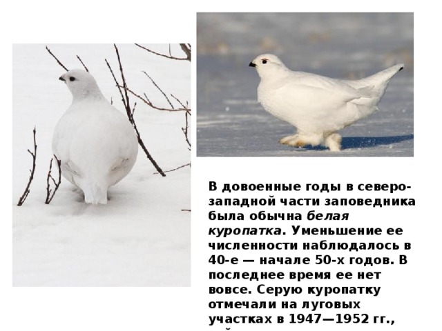 В довоенные годы в северо-западной части заповедника была обычна  белая куропатка.  Уменьшение ее численности наблюдалось в 40-е — начале 50-х годов. В последнее время ее нет вовсе. Серую куропатку отмечали на луговых участках в 1947—1952 гг., сейчас она стала относительно обычной. 