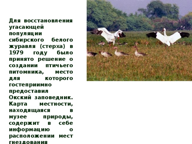 Для восстановления угасающей популяции сибирского белого журавля (стерха) в 1979 году было принято решение о создании птичьего питомника, место для которого гостеприимно предоставил Окский заповедник. Карта местности, находящаяся в музее природы, содержит в себе информацию о расположении мест гнездования стерхов и других видов редких журавлей. 