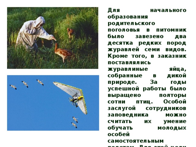 Для начального образования родительского поголовья в питомник было завезено два десятка редких пород журавлей семи видов. Кроме того, в заказник поставлялись журавлиные яйца, собранные в дикой природе. За годы успешной работы было выращено полторы сотни птиц. Особой заслугой сотрудников заповедника можно считать их умение обучать молодых особей самостоятельным полетам. Для этой цели применяют дельтапланы, с борта которых звучат в записи журавлиные крики, зовущие за собой молодую поросль. 