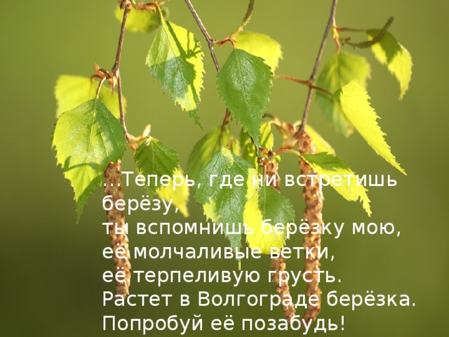 Березка волгоград песня. Агашина растет в Волгограде Березка. Растёт в Волгограде берёзка стих. Растёт в Волгограде берёзка.