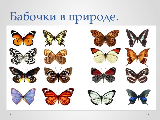 Бабочки в природе. 