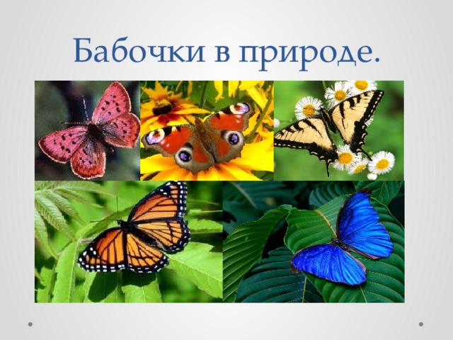 Бабочки в природе. 