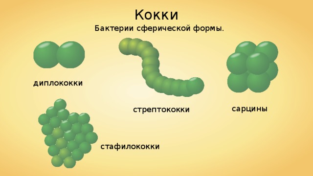 Кокки Бактерии сферической формы. диплококки сарцины стрептококки стафилококки 