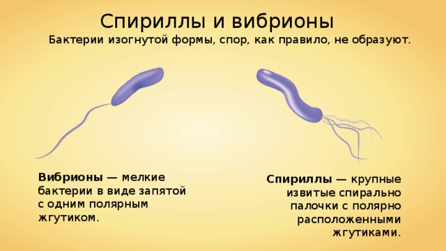 Спириллы и вибрионы Бактерии изогнутой формы, спор, как правило, не образуют. Вибрионы — мелкие бактерии в виде запятой с одним полярным жгутиком. Спириллы — крупные извитые спирально палочки с полярно расположенными жгутиками. 