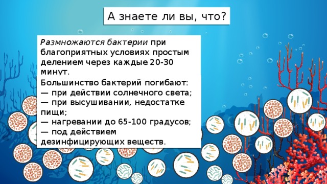 А знаете ли вы, что? Размножаются бактерии при благоприятных условиях простым делением через каждые 20-30 минут. Большинство бактерий погибают: — при действии солнечного света; — при высушивании, недостатке пищи; — нагревании до 65-100 градусов; — под действием дезинфицирующих веществ. 