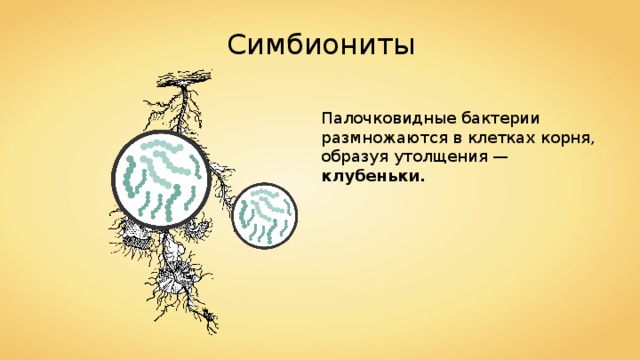 Симбиониты Палочковидные бактерии размножаются в клетках корня, образуя утолщения — клубеньки. 