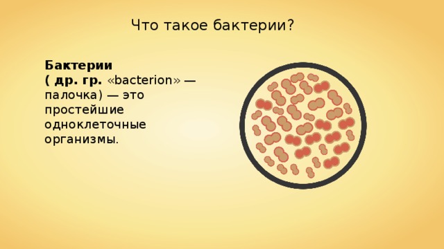 Что такое бактерии? Бактерии ( др. гр. «bacterion» — палочка) — это простейшие одноклеточные организмы. 