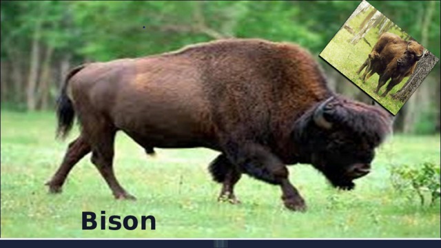 . Bison 