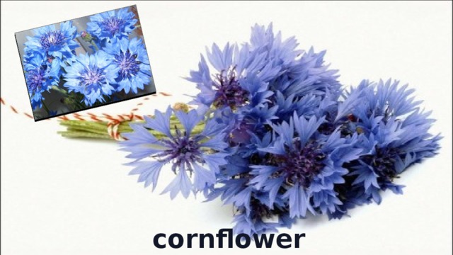 cornflower 