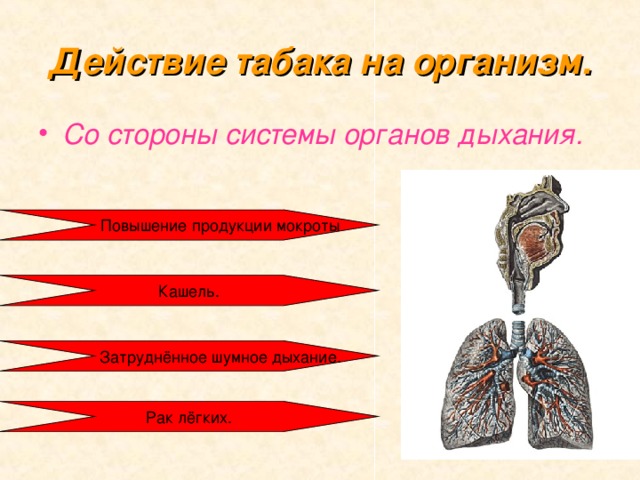 Действие табака на организм. Со стороны системы органов дыхания. 