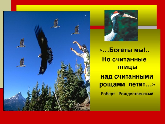   «…Богаты мы!..  Но считанные птицы  над считанными рощами летят…»  Роберт Рождественский 