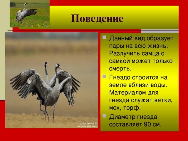 Поведение Данный вид образует пары на всю жизнь. Разлучить самца с самкой может только смерть. Гнездо строится на земле вблизи воды. Материалом для гнезда служат ветки, мох, торф. Диаметр гнезда составляет 90 см. 