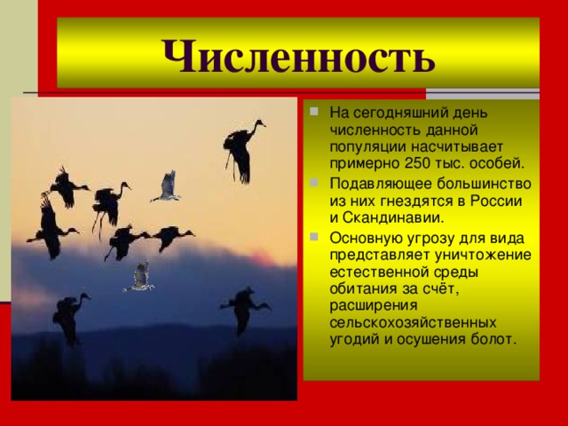 Численность На сегодняшний день численность данной популяции насчитывает примерно 250 тыс. особей. Подавляющее большинство из них гнездятся в России и Скандинавии. Основную угрозу для вида представляет уничтожение естественной среды обитания за счёт, расширения сельскохозяйственных угодий и осушения болот. 