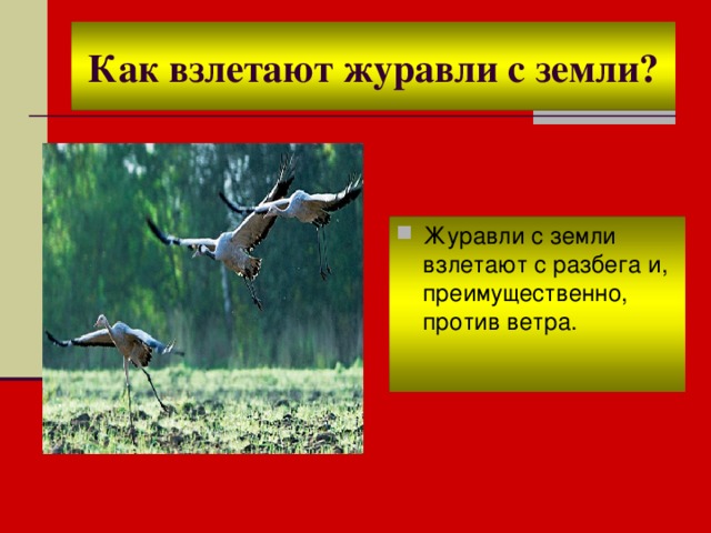 Как взлетают журавли с земли? Журавли с земли взлетают с разбега и, преимущественно, против ветра. 