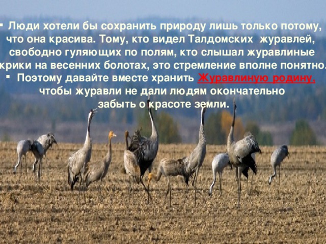  Л юди хотели бы сохранить природу лишь только потому, что она красива. Тому, кто видел Талдомских журавлей, свободно гуляющих по полям, кто слышал журавлиные  крики на весенних болотах, это стремление вполне понятно.  Поэтому давайте вместе хранить Журавлиную родину,  чтобы журавли не дали людям окончательно  забыть о красоте земли. 