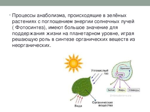 Образование глюкозы в зеленом растении. Процессы анаболизма происходящие в зеленых растениях. Растения поглощают солнечную энергию. Процессы происходят с поглощением энергии. Анаболизм фотосинтез.
