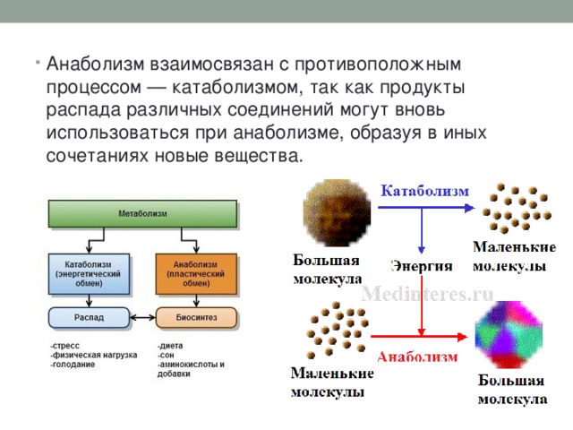 Катаболизм и энергетические процессы. Процессы катаболизма и анаболизма в клетках.. Катаболические и анаболические процессы. Анаболические процессы примеры. Процесс распада веществ в организме.