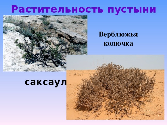 Растительность пустыни Верблюжья колючка саксаул 