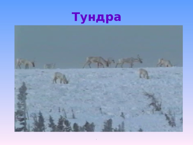 Презентация по окружающему миру на тему: " Тундра"