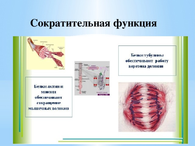 Сократительная функция 