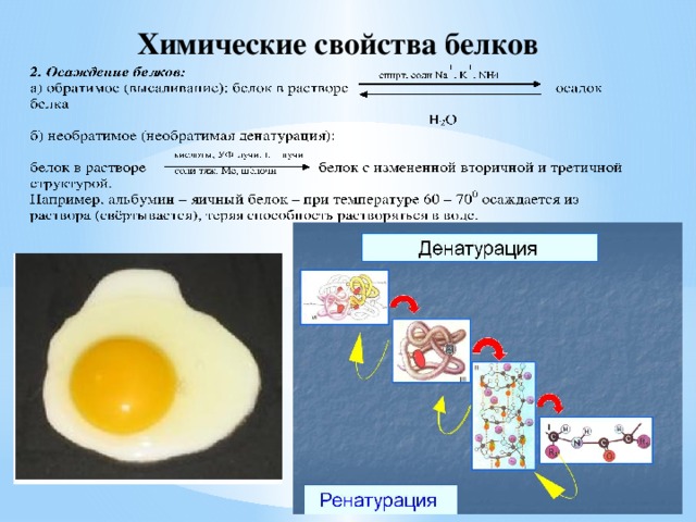 Химические свойства белков 