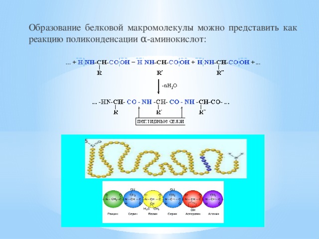 Образование белковой макромолекулы можно представить как реакцию поликонденсации α-аминокислот: 