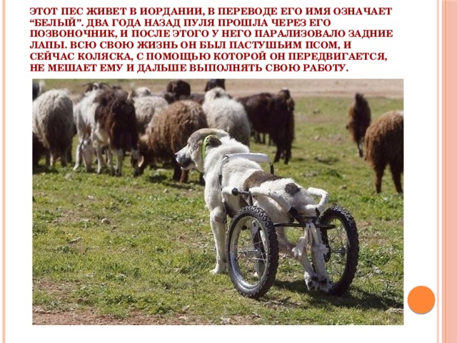 Этот пес живет в Иордании, в переводе его имя означает “белый”. Два года назад пуля прошла через его позвоночник, и после этого у него парализовало задние лапы. Всю свою жизнь он был пастушьим псом, и сейчас коляска, с помощью которой он передвигается, не мешает ему и дальше выполнять свою работу. 