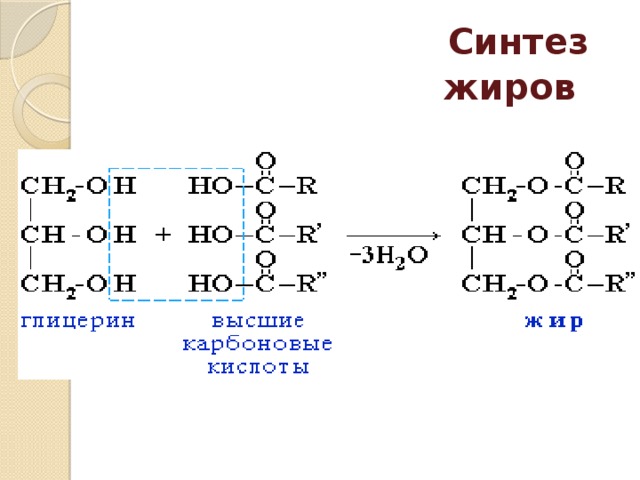 Синтез жиров  